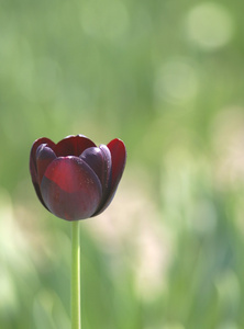 在花园里的一个Ltulip的图像