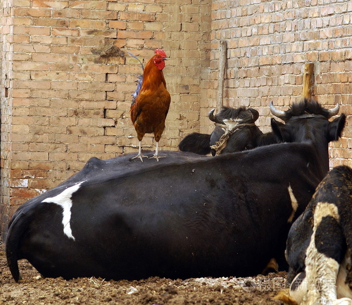 站在牛身上的鸡