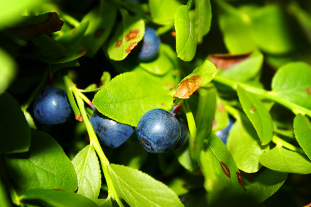 蓝莓在绿色的树叶