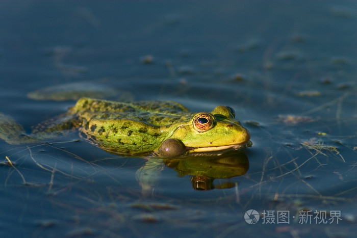 青蛙在池塘里游泳
