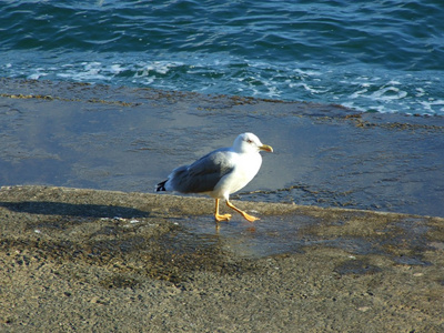 海鸥