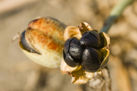两个水仙花角力的花头, 海水仙花黑色种子和豆荚照片