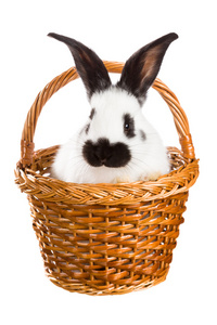 在篮子里的小兔子