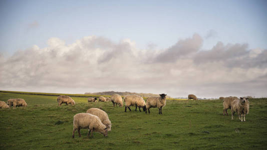 羊群在春天的阳光在英语农场农村拉