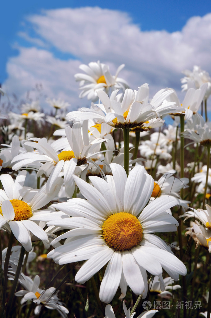 雏菊花daisy的名词复数菊科植物非常新鲜精神饱满