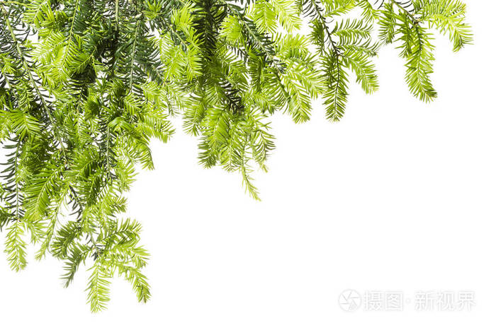 用红豆杉光绿色树枝背景