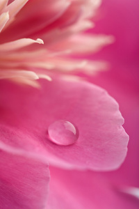 粉红色牡丹花，有水滴