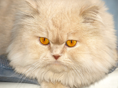 橙色的波斯猫有着橙色眼睛的波斯猫照片