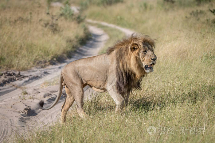 一只公狮子在草丛中行走