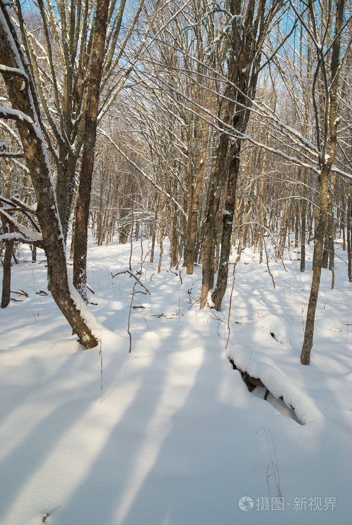 冬天寒冷的森林照片-正版商用图片00cf7t-摄图新视界