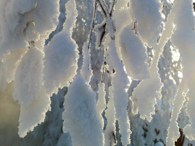 白雪中的树木