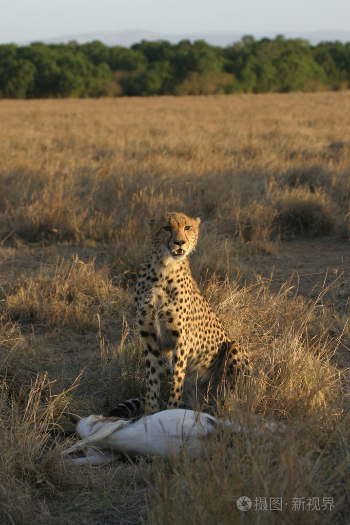 猎豹吃它的猎物