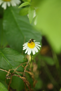 甘菊，黄春菊