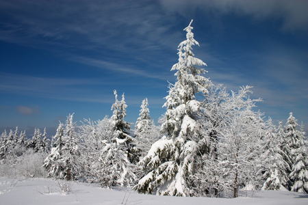 雪原