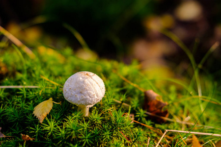 蘑菇在苔藓详细