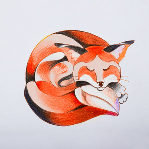 一只狐狸，卷曲，睡着了的剪影