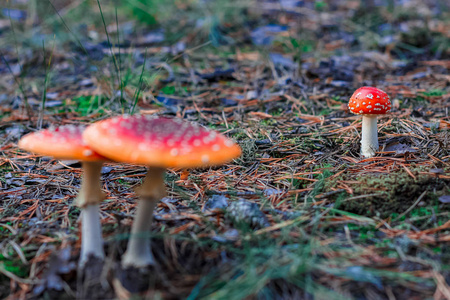 红毒鹅膏菌蘑菇