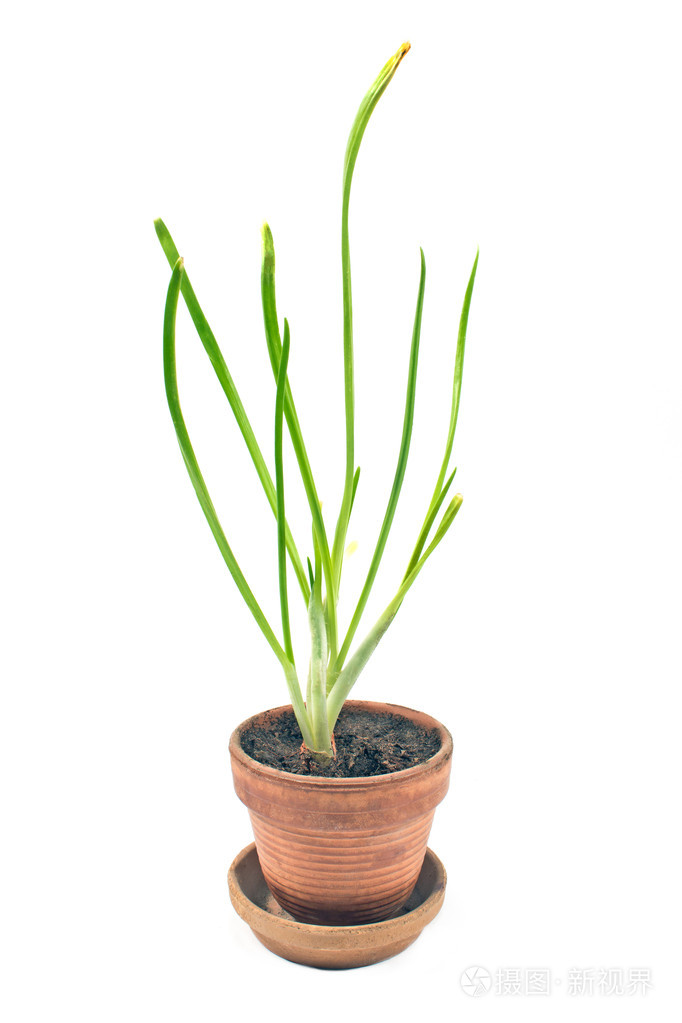 年轻的洋葱植物在孤立的锅白