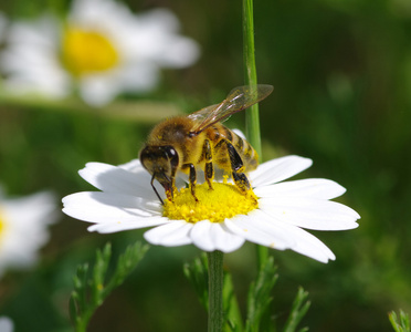 蜜蜂