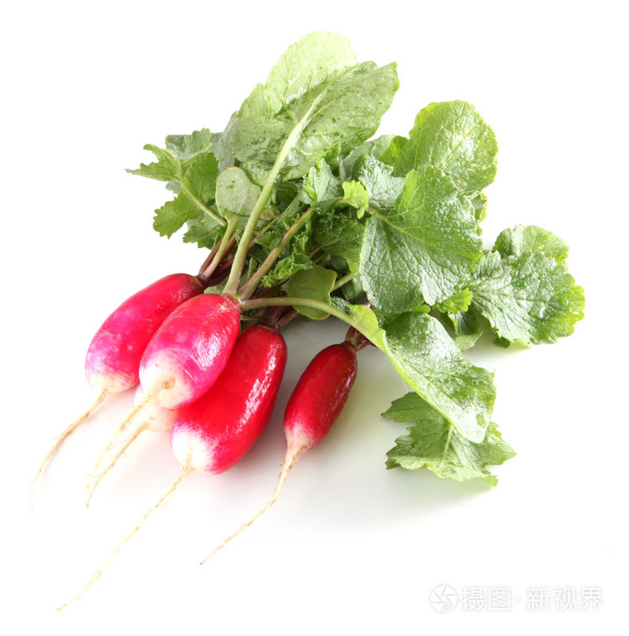 医小红萝卜