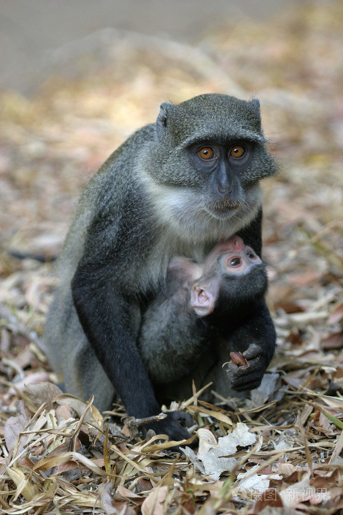 猴妈妈和婴儿