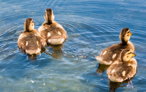 四个可爱的小鸭子游走了
