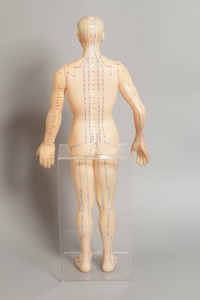 灰色的背景上的人类医学针灸模型