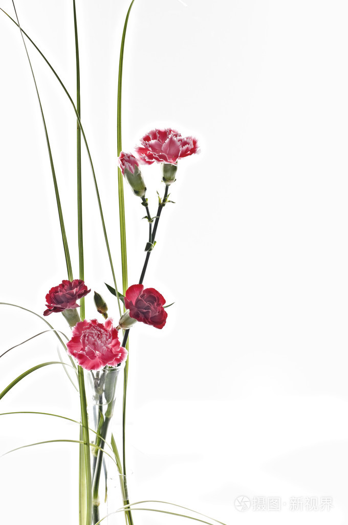 美丽的春天康乃馨