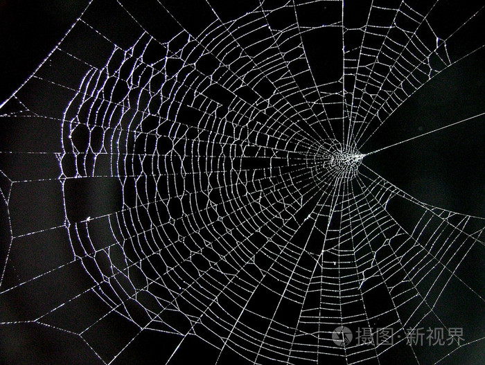 *2120px发票合同问题/白色蜘蛛网蛛网蜘蛛查看作者其他作品查看更多>