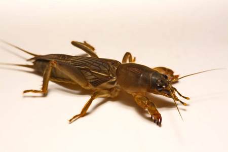 蝼蛄昆虫蝼蛄彩色图像和剪影.