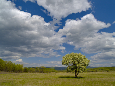 孤独的树和多云的天空图片
