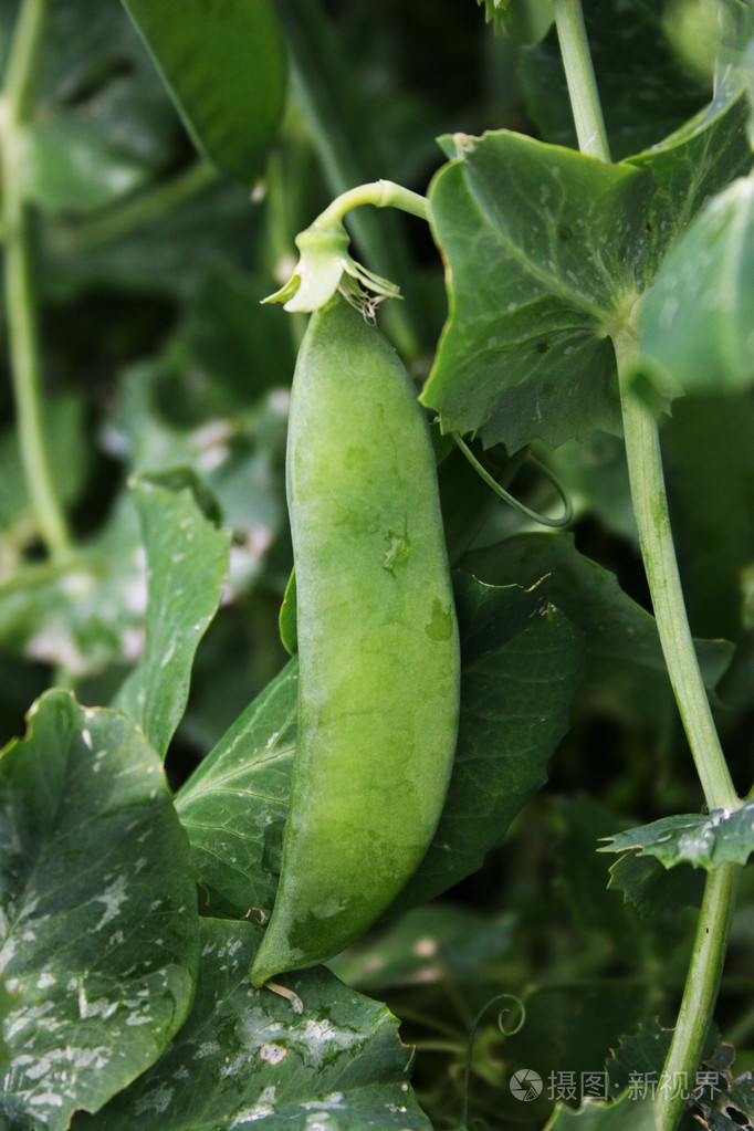 豌豆荚