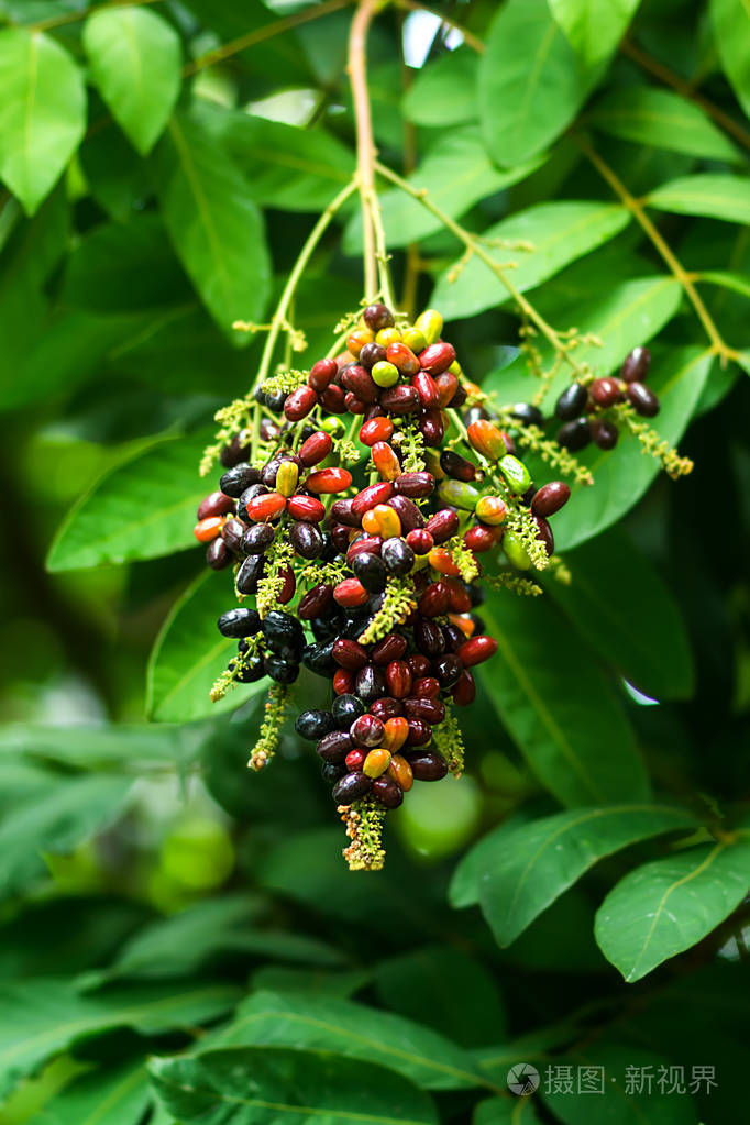 草树的果实中lepisanthes果