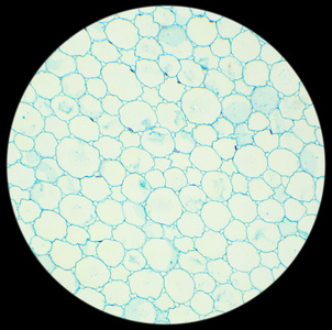 在显微镜下观察 (向日葵葵花秆截面显微镜下观察细胞三维图显微镜下