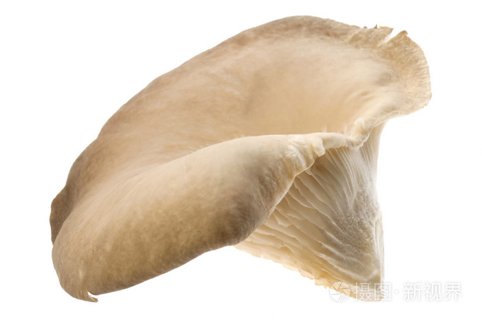 蘑菇 蘑菇状物，蘑菇形物体 女用蘑菇形草帽 暴发户