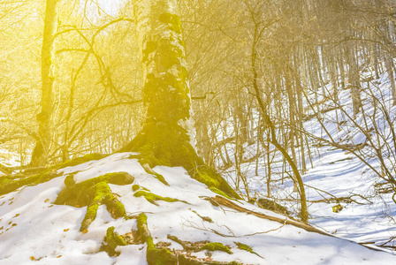冬天大雪森林在太阳的光线