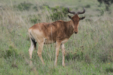 东非狷羚麋羚图片