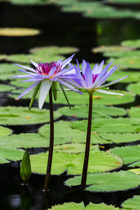 莲花与美丽的色彩，在花园里