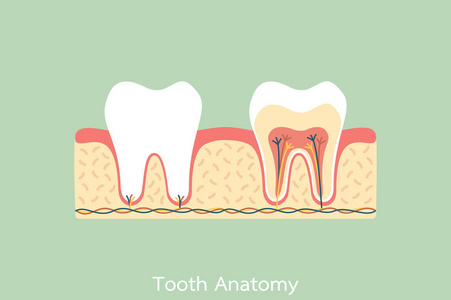 健康的牙齿解剖