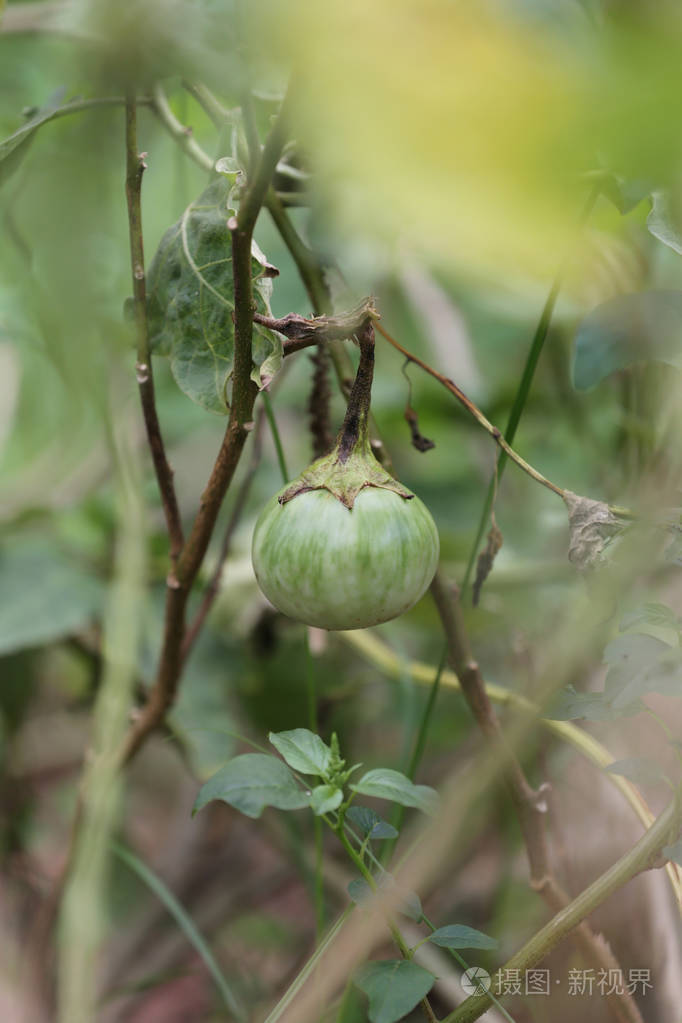 树上生茄子