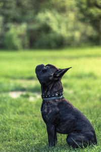 法国斗牛犬小狗坐直在培训