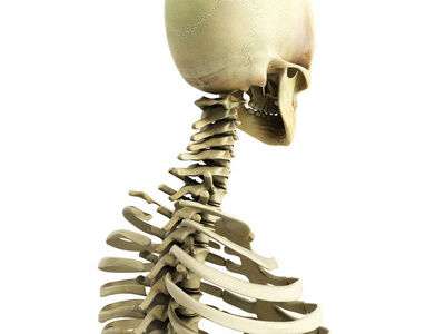 骨骼系统 ce 医学上精确三维图