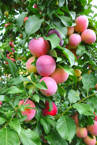 带着红色的梅子树照片