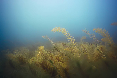 海底的绿色海藻