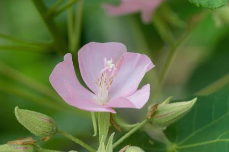 粉红色的花的 dombeya 树