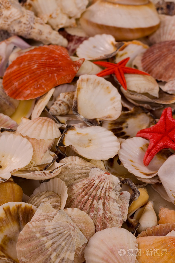 贝壳,海洋贝类(seashell的复数形式) 海中软体动物的壳,贝壳