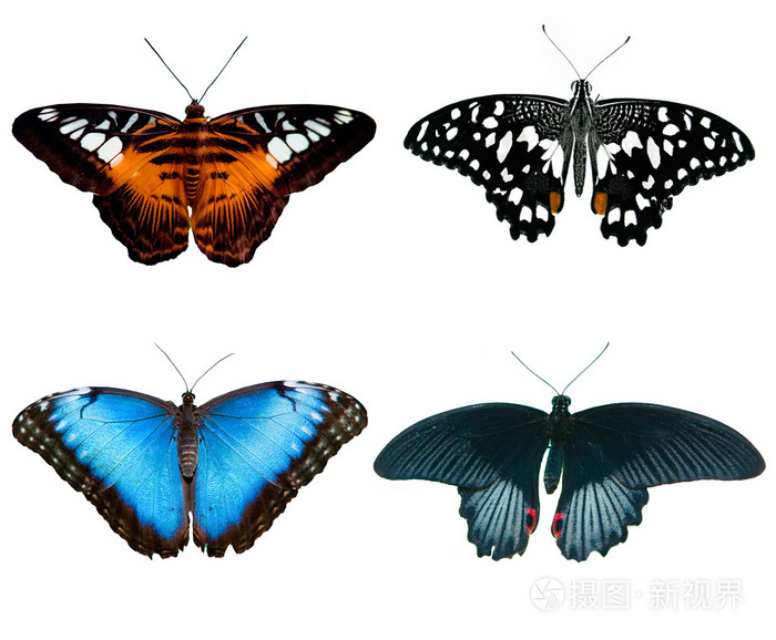 四只蝴蝶jpg
