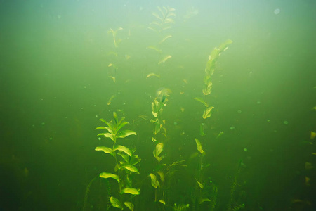 海底的绿色海藻照片