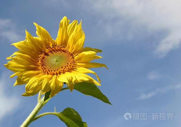 向日葵 葵花籽 向日葵色