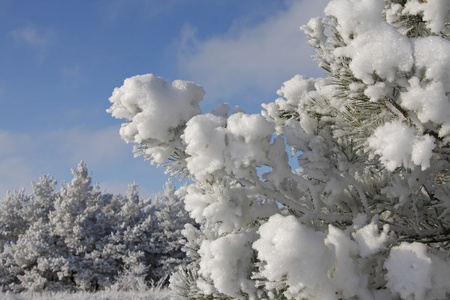 白雪覆盖的松枝